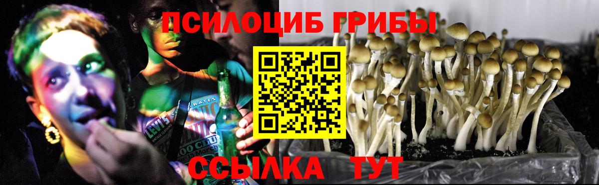 где купить наркотик  Псилоцибиновые грибы прущие грибы  Псилоцибиновые грибы Psilocybine cubensis  Вход с VPN  Видное 